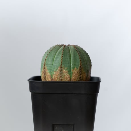 ユーフォルビア オベサ 実生 Euphorbia obesa 多肉植物 珍奇植物 静岡 ANTIDOTE 通販 S1434