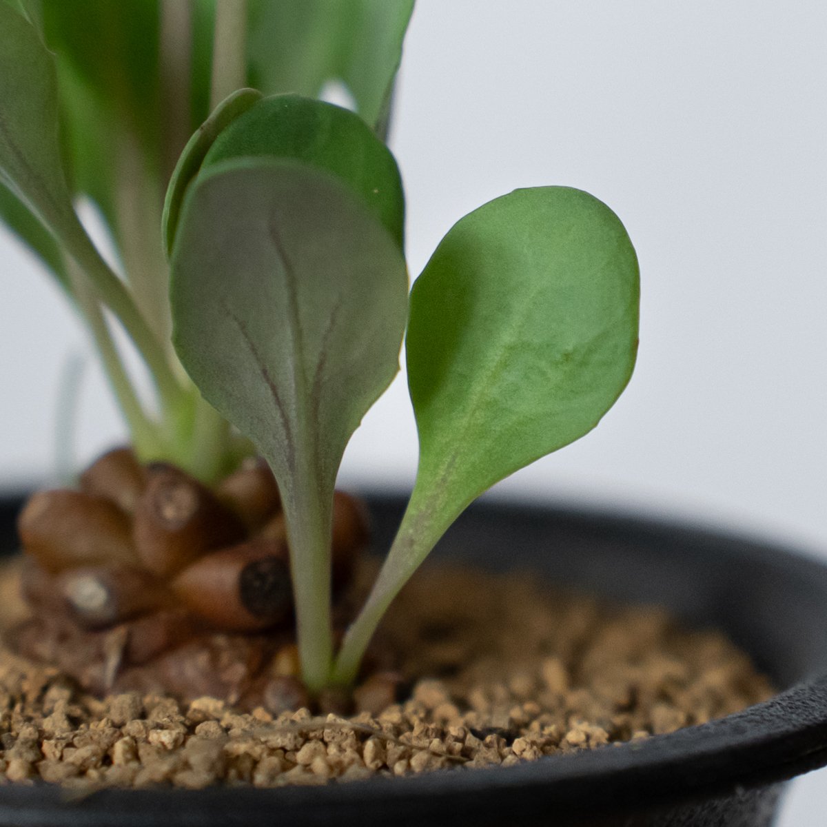 オトンナ ヘレー 実生 Othonna herrei 塊根植物 コーデックス 冬型