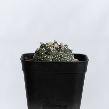 アストロフィツム 亀甲兜 Astrophytum 実生 多肉植物 サボテン 珍奇植物 静岡 ANTIDOTE 通販 S1240