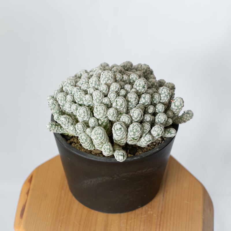 マミラリア 姫春星 群生株 実生 Mammillaria humboldtii var.cae
