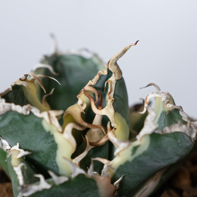 アガベ チタノタ 白鯨 白鯨錦 白覆輪 TC株 Agave titanota White Wh
