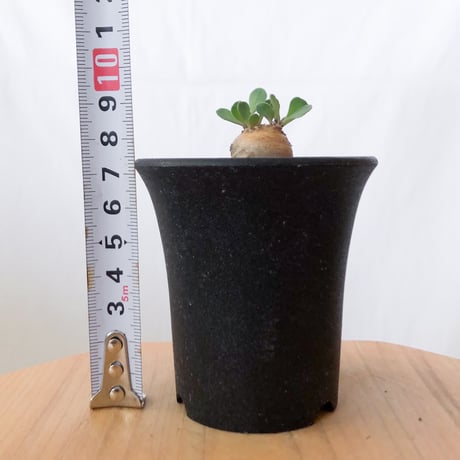 オトンナ カカリオイデス 美株 実生 Othonna cacalioides 塊根植物 コーデックス 冬型 多肉植物 珍奇植物 静岡 ANTIDOTE 通販 S923