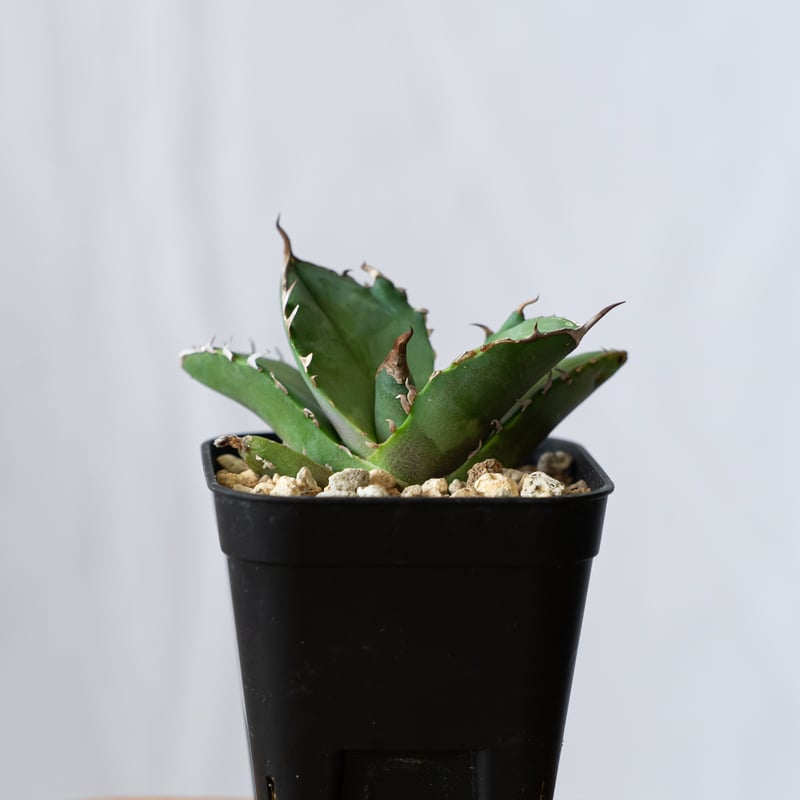 アガベ チタノタ 白犀牛 シロサイ【発根管理中】TC株 Agave titanota