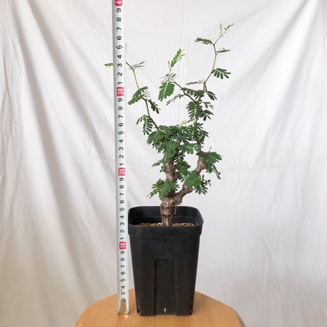 センナ メリディオナリス 実生 Senna Meridionalis コーデックス 塊根植物 多肉植物 珍奇植物 静岡 ANTIDOTE 通販 S709