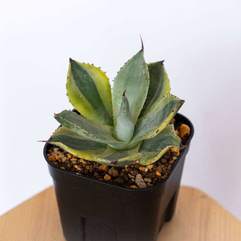 アガベ ポタトラム 三宅雷神 OC株 【発根管理中】Agave potatorum Miyak