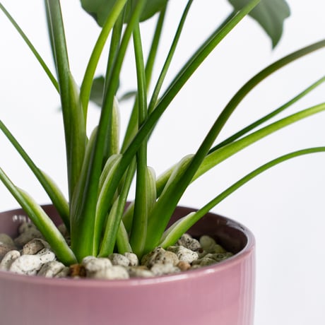 フィロデンドロン セローム 鉢セット Horsehead philodendron 観葉植物 多肉植物 インテリアグリーン 静岡 ANTIDOTE 通販 S1300