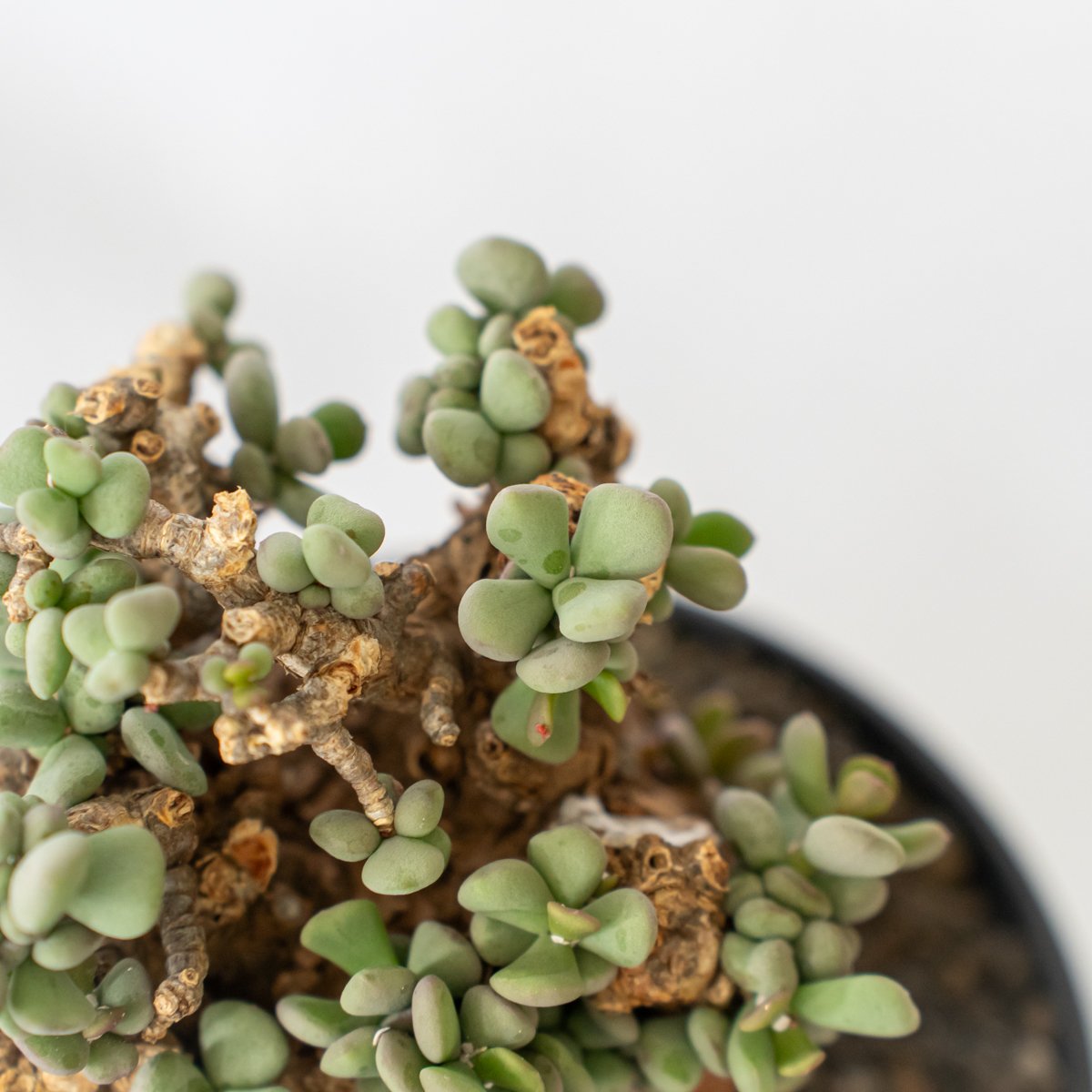 ケラリア ピグマエア 輸入株 Ceraria pygmaea 塊根植物 コーデックス