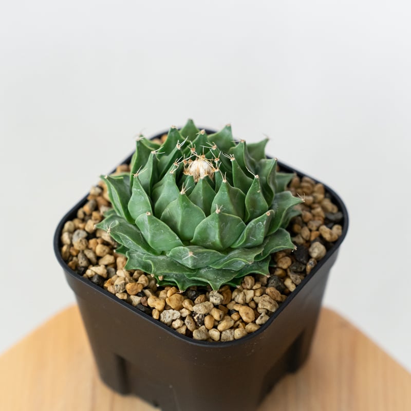 オブレゴニア デニグリー 帝冠 実生 Obregonia denegrii サボテン 多肉