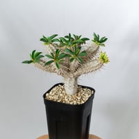 ユーフォルビア ギラウミニアナ 実生 Euphorbia guillauminiana 多肉植物 珍奇植物 ANTIDOTE 静岡 通販 S1457
