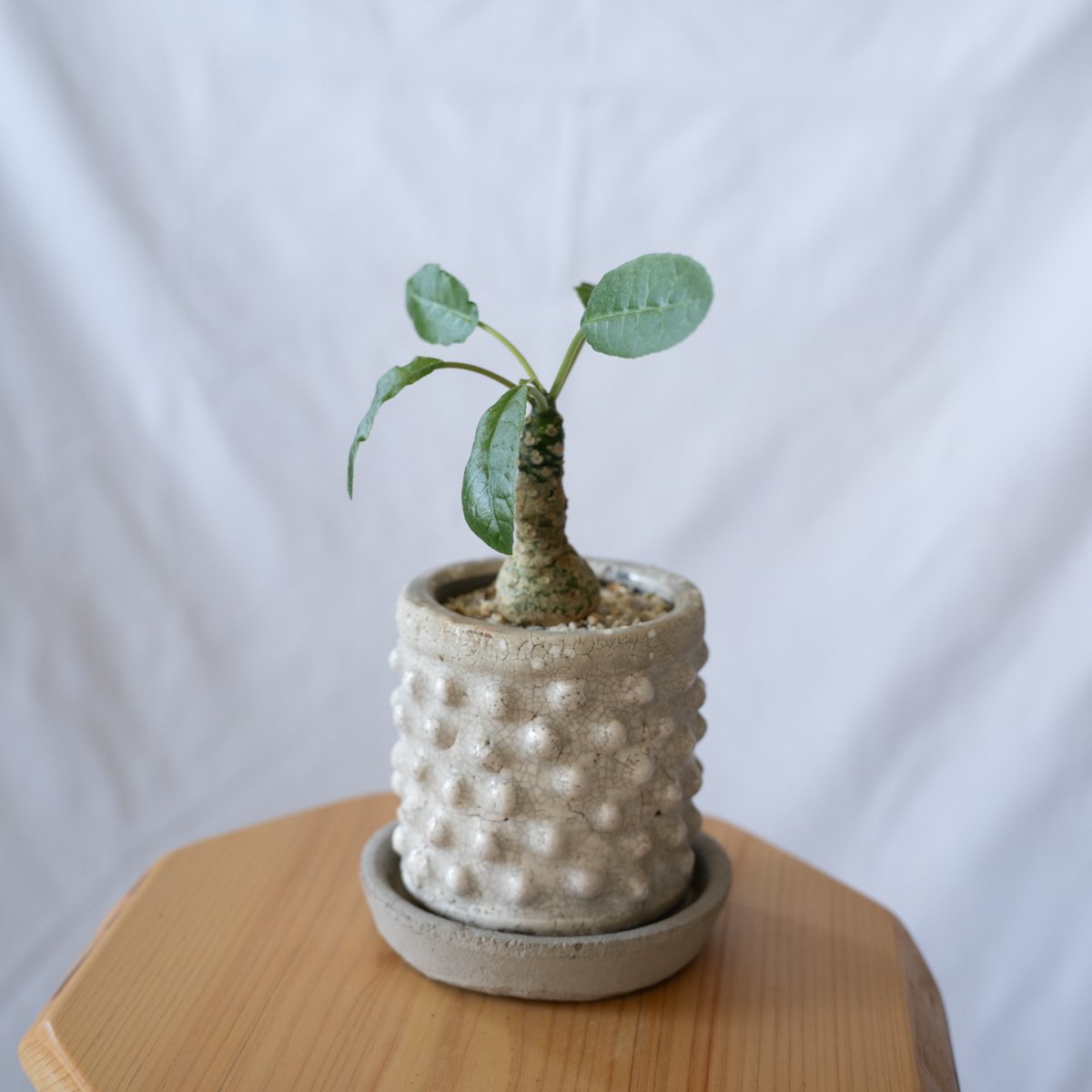 ドルステニア・フォエチダ　モンスト ドルステニア フォエチダ Dorstenia foetida | mana's farm:塊