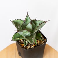 アガベ チタノタ ブラックアンドブルー BB OC株 Agave titanota Black & Blue 多肉植物 珍奇植物 静岡 ANTIDOTE 通販 S811