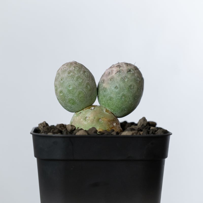 テフロカクタス ゲオメトリクス 子株付き 実生 Tephrocactus geometricu