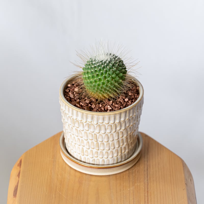 マミラリア ピコ 鉢セット Mammillaria spinosissima pico サボテ
