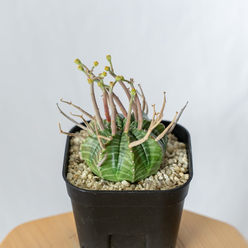 【美株】ユーフォルビア スーパーバリダ 雌株 国内実生株 塊根植物 サボテン ユーフォルビア スーパーバリダ 雌株 | GREEN LUCK