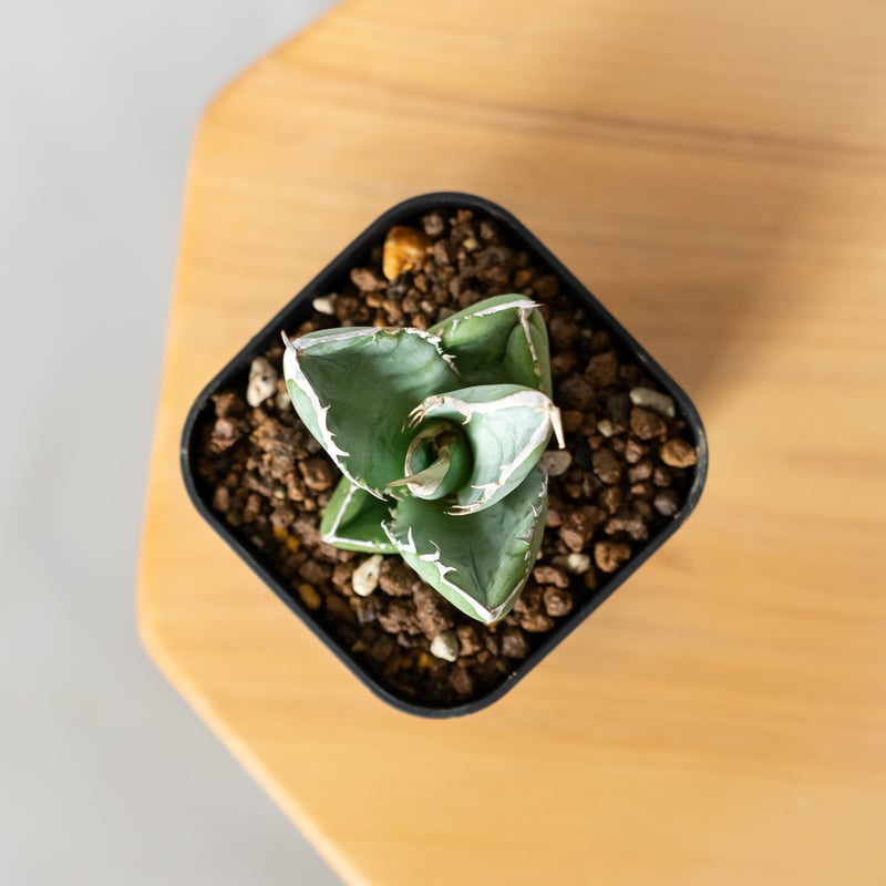 アガベ チタノタ 大白鯊 ホオジロザメ 【発根管理中】TC株 Agave