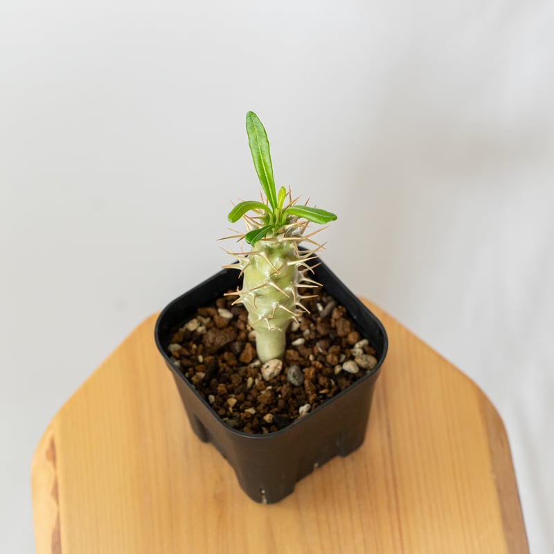国内実生 パキポディウム アンボンゲンセ ambongense 3 Pachypodium ambongense【パキポディウム・アンボンゲンセ・実生