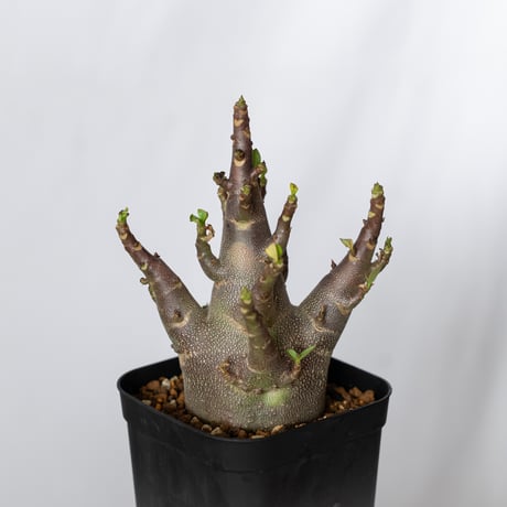 caudex | STORES
