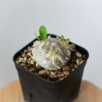 パキポディウム ブレビカウレ 恵比寿笑い 実生 Pachypodium brevicaule 塊根植物 コーデックス 多肉植物 珍奇植物 静岡 ANTIDOTE 通販 S1436