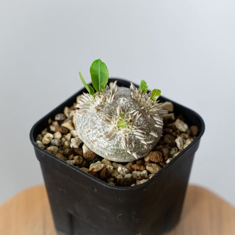 パキポディウム ブレビカウレ 恵比寿笑い 実生 Pachypodium brevicaule 塊根植物 コーデックス 多肉植物 珍奇植物 静岡 ANTIDOTE 通販 S1436
