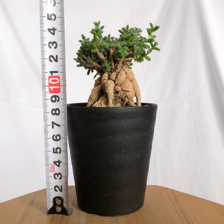 トリコディアデマ ブルボスム 姫紅子松 実生 Trichodiadema bulbosum 盆栽 塊根植物 コーデックス 多肉植物 珍奇植物 静岡 ANTIDOTE 通販 S1277