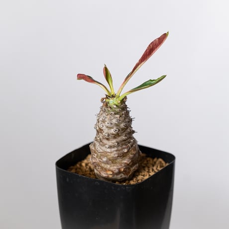 ユーフォルビア パキポディオイデス 実生 Euphorbia pachypodioides 多肉植物 珍奇植物 静岡 ANTIDOTE 通販 S1508