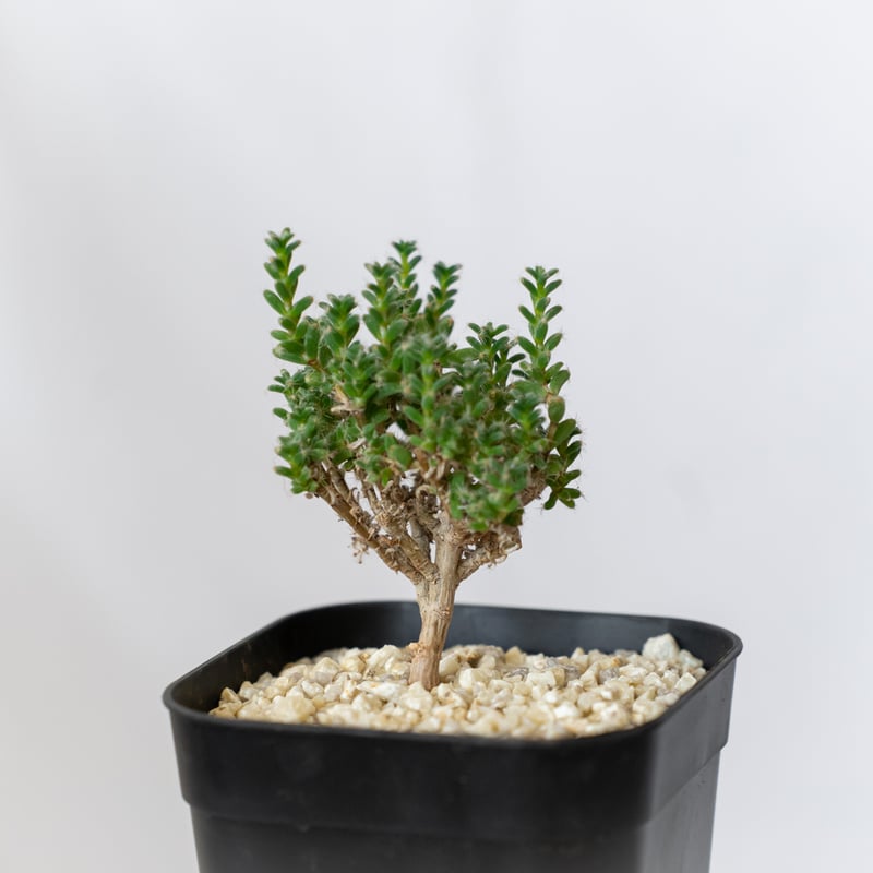 トリコディアデマ ブルボスム 姫紅子松 実生 Trichodiadema bulbosum 盆