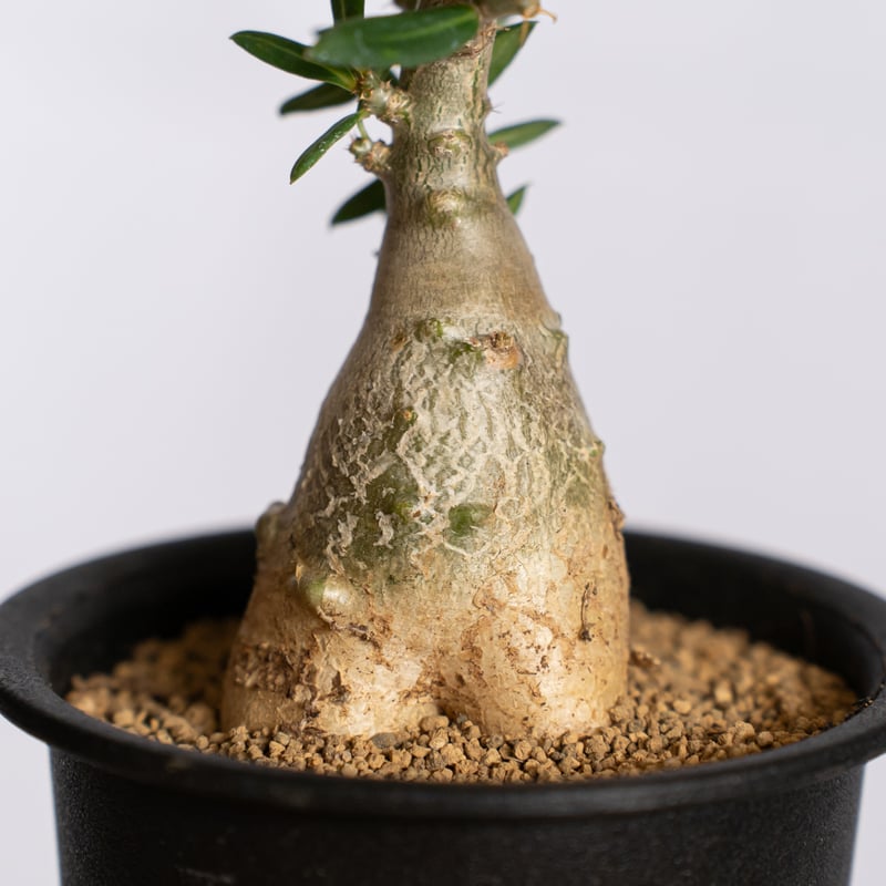 パキポディウム ビスピノーサム 実生 Pachypodium bispinosum 塊根植物