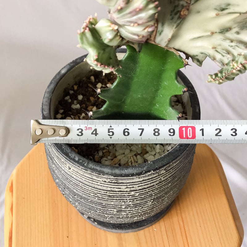 ユーフォルビア マハラジャ Euphorbia lactea 鉢セット 塊根植物 多肉