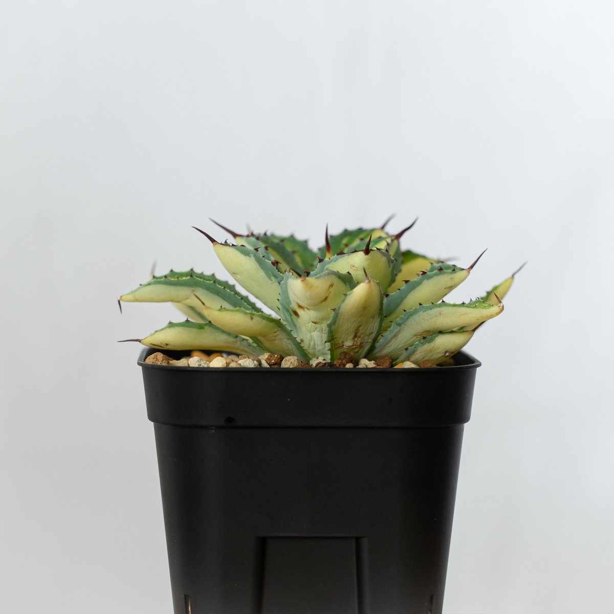 アガベ チタノタ 吉祥冠錦 OC株【発根管理中】斑入り Agave potatorum