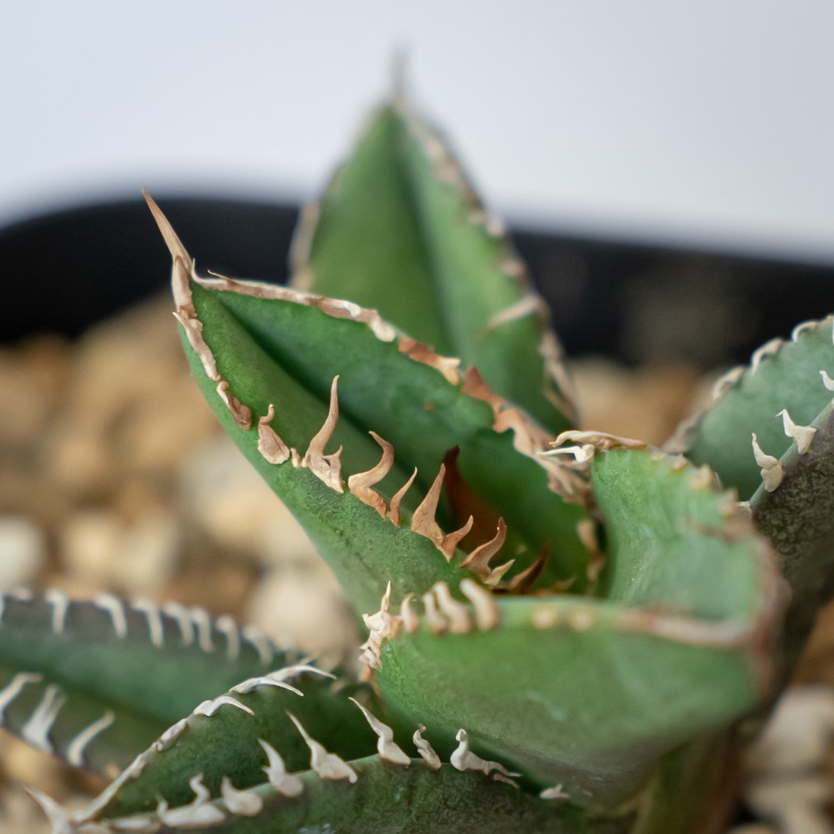 アガベ チタノタ 鬣蜥 イグアナ TC株 Agave titanota 多肉植物 珍奇