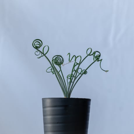 アルブカ ナマクエンシス Albuca Namaquensis 観葉植物 多肉植物 冬型 静岡 ANTIDOTE 通販 S204