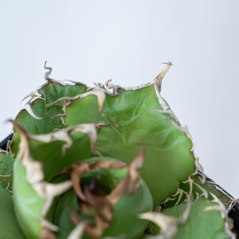 アガベ チタノタ 白鯨 龍球荟【発根管理中】Agave titanota