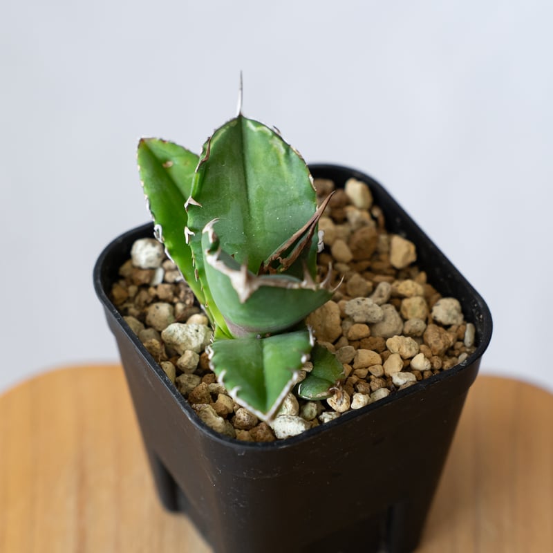 アガベ チタノタ 白犀牛 シロサイ【発根管理中】TC株 Agave titanota