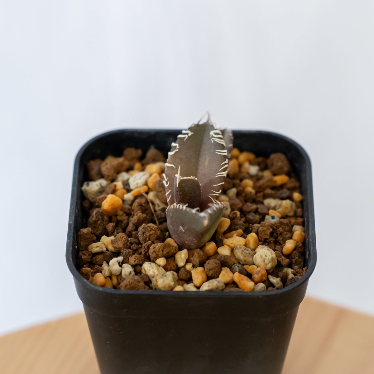 アガベ チタノタ 金蟾【発根管理中】TC株 Agave titanota kinsen 多肉植