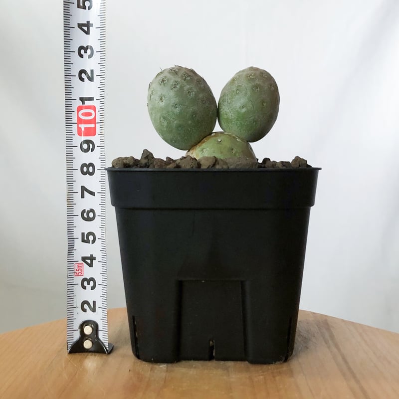 テフロカクタス ゲオメトリクス 子株付き 実生 Tephrocactus geometricu
