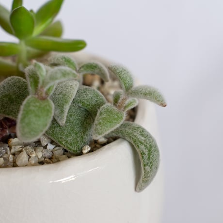 多肉植物 寄せ植え 鉢セット インテリア 多肉植物 観葉植物 珍奇植物 静岡 ANTIDOTE 通販 S1280