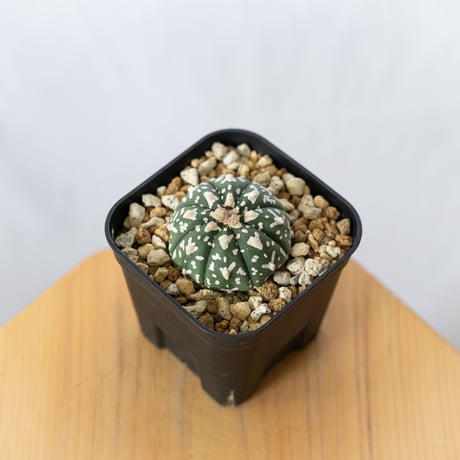 かよぱぁ　スーパー兜 Vアロータイプ　ヒトデタイプ（全幅9.7cm）美株 2025年最新】アロースーパー兜の人気アイテム - メルカリ