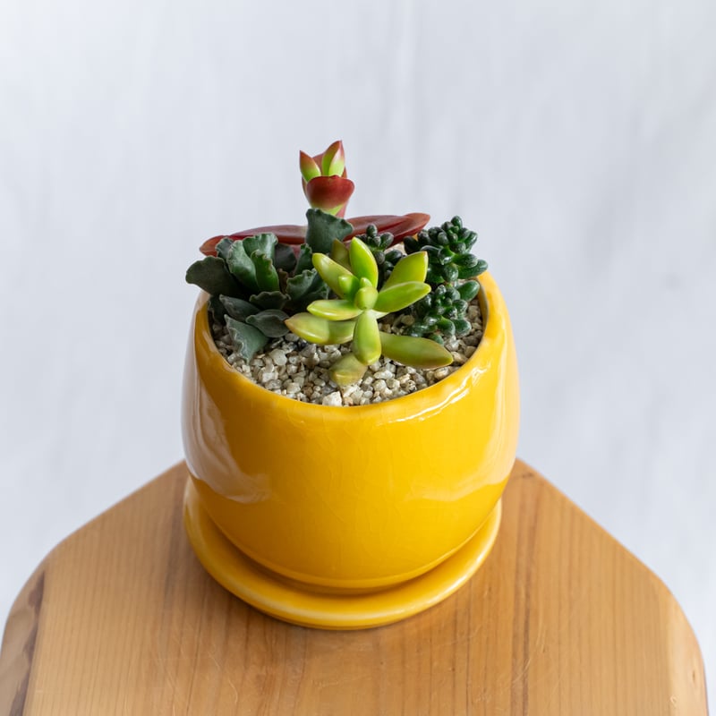 多肉植物 寄せ植え 鉢セット インテリア 多肉植物 観葉植物 珍奇植物