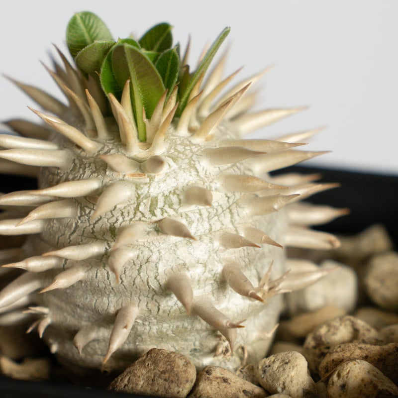 パキポディウム エブレネウム 実生 Pachypodium eburneum 塊根植物