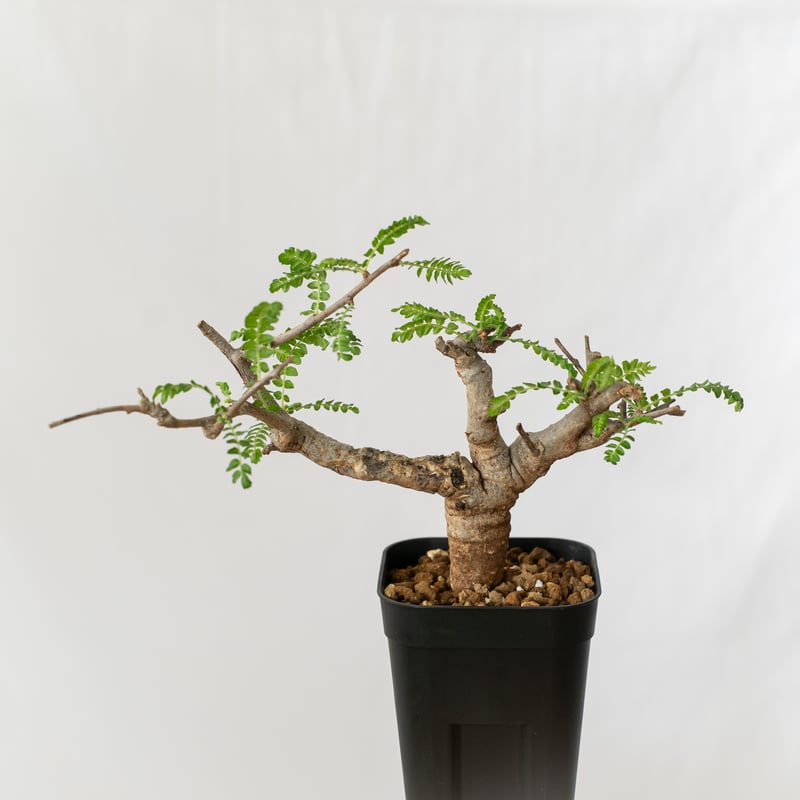 【現地株】ボスウェリア ネグレクタ 【発根済】 Boswellia neglecta ボスウェリア ネグレクタ 発根済現地株 #9