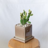 オプンチア バニーカクタス 鉢セット ウチワサボテン 白桃扇 多肉植物 珍奇植物 静岡 ANTIDOTE 通販 S1403