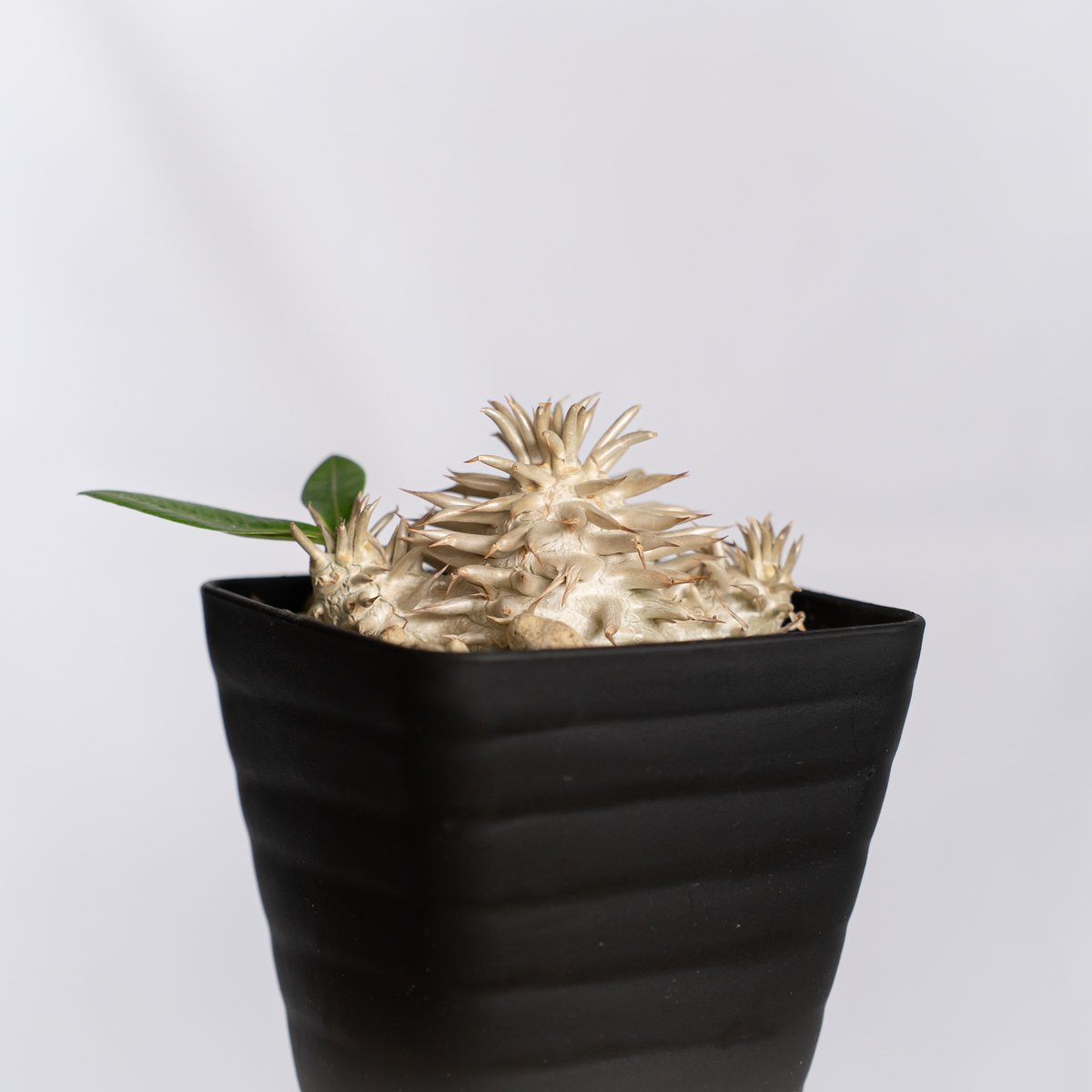 パキポディウム エブレネウム 実生 Pachypodium eburneum 塊根植物
