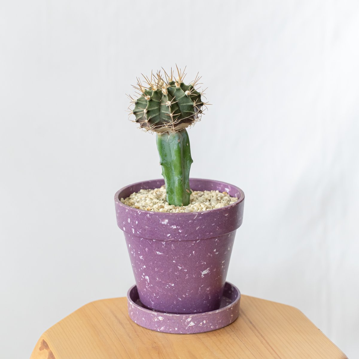 ギムノカリキウム 牡丹玉 鉢セット【エコポット】Gymnocalycium