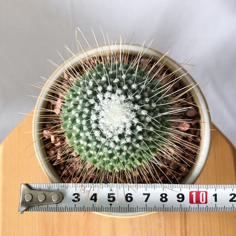 マミラリア ピコ 鉢セット Mammillaria spinosissima pico サボテン 多肉植物 観葉植物 静岡 ANTIDOTE 通販 S1341