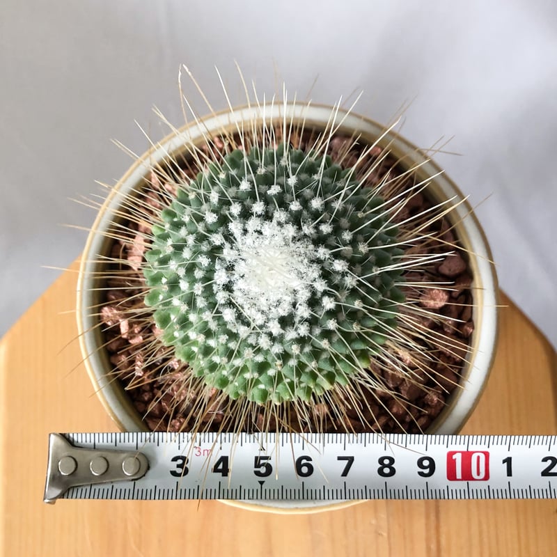 マミラリア ピコ 鉢セット Mammillaria spinosissima pico サボテ