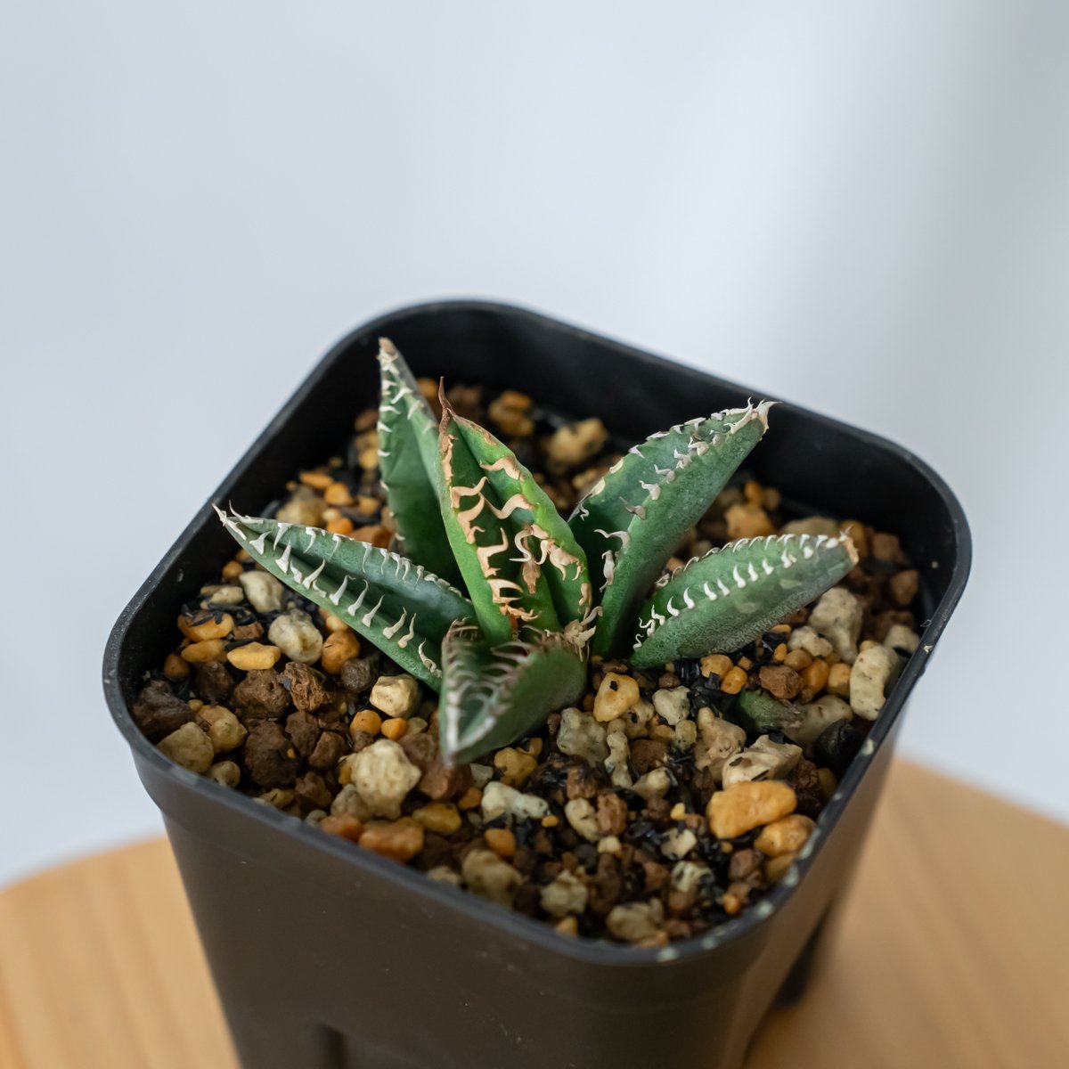 アガベ チタノタ 鬣蜥Iiexi fit=scale-down,w=1200