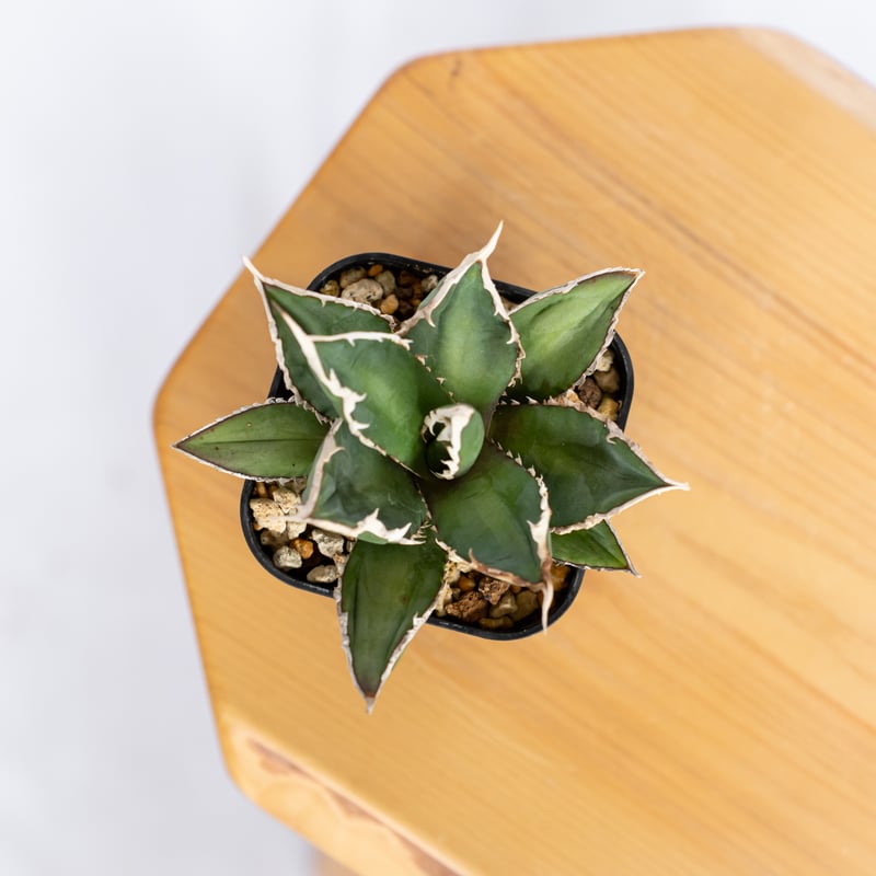 秘蔵株 チタノタ「WEREWOLF Mediopicta」極美 活着済 狼人錦 アガベ チタノタ 狼人 OC株 Agave titanota Werewolf 多肉植物 珍