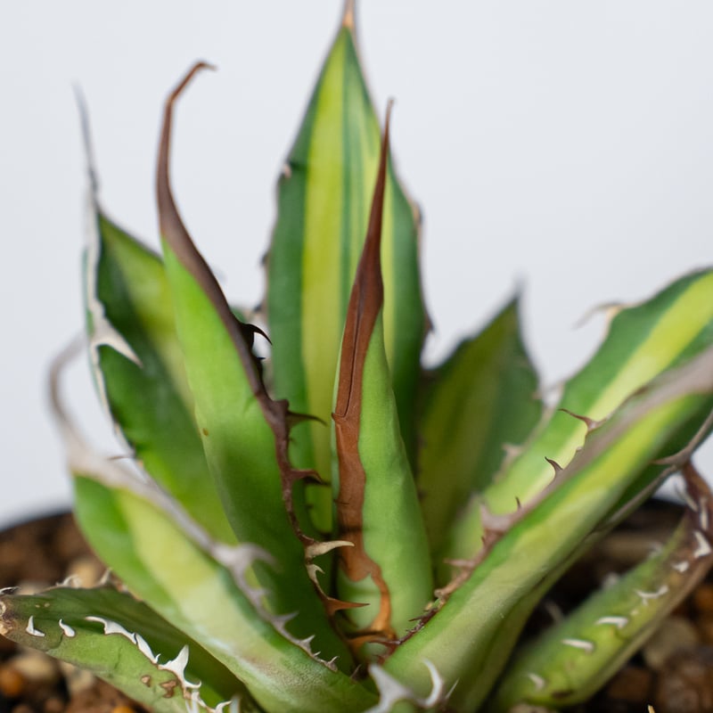 アガベ ホリダ 黄中斑 TC株【発根管理中】斑入り Agave horrida 多肉
