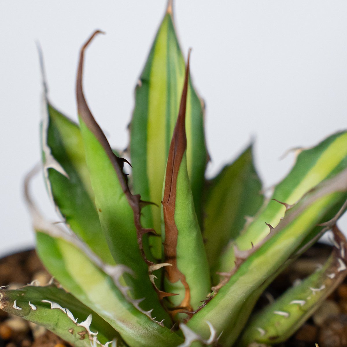 ホリダ　黄中斑　アガベ　斑入り　錦　チタノタ 多肉植物 アガベ チタノタ錦（黄散斑） | hanayoshi-botanical