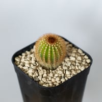 ユーベルマニア エリオカクトイデス 実生 Uebelmannia pectinifera v. eriocactoides サボテン 多肉植物 珍奇植物 静岡 ANTIDOTE 通販 S1484